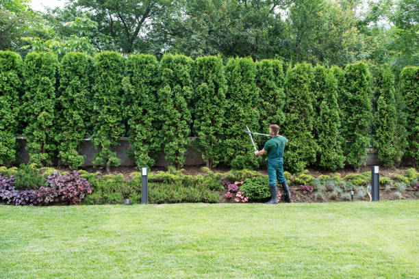  Cambridge Springs, PA Tree Removal and Landscaping Services Pros